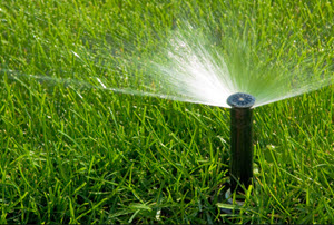 watering the lawn