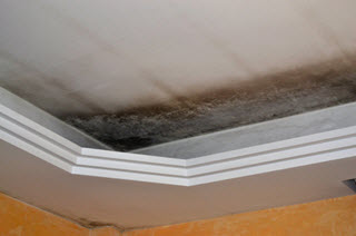 mold on ceiling