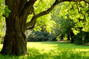 large shade tree