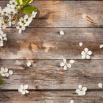 image of spring flowers