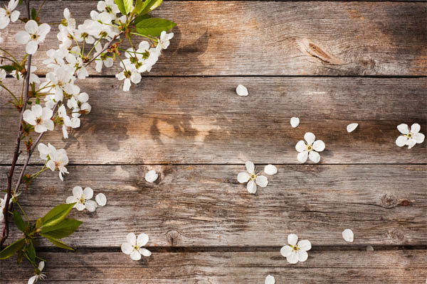 image of spring flowers