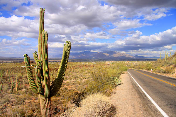 image of a saguaro cactus depicting cooling in the desert