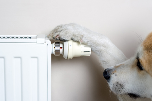 dog adjusting temperature of heating oil system with no heat