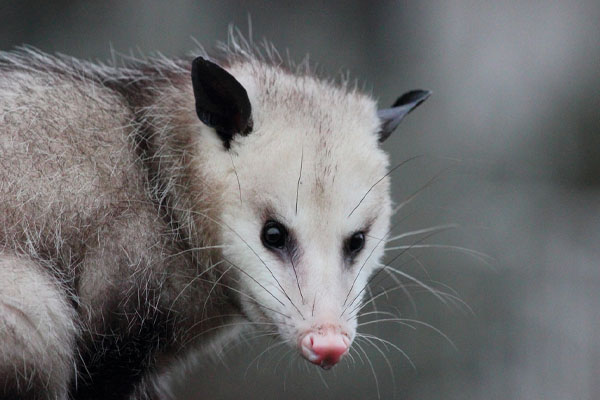 opossum and plumbing system