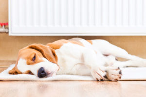 image of a dog sleeping in front of home radiator
