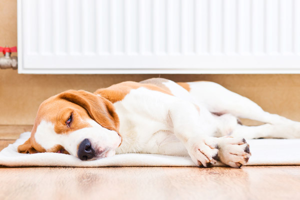 image of a dog sleeping in front of home radiator