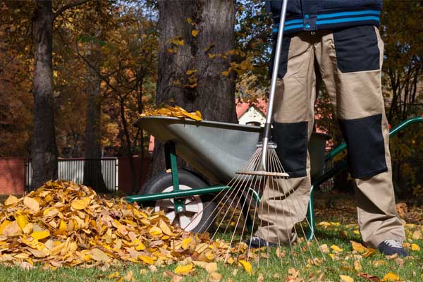 image of a man raking the leaves