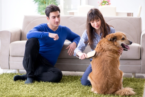 couple lounging in the living room while brushing dog hair