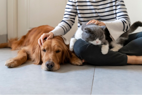homeowner with dog and cat lounging
