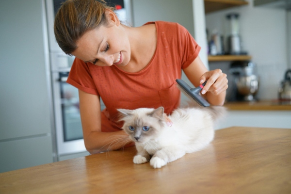 woman grooming cat hair with brush
